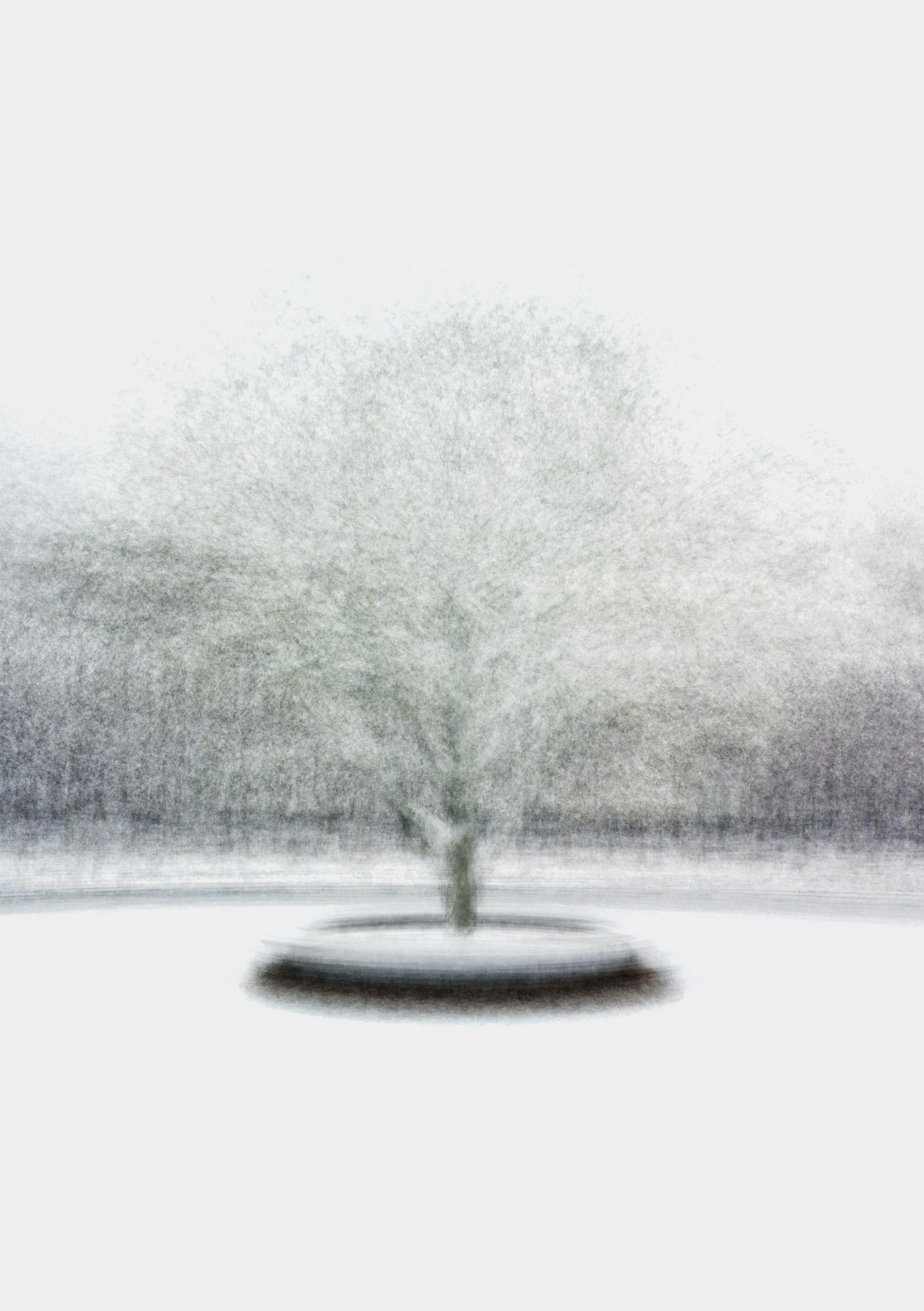White Tree_Winter.jpg