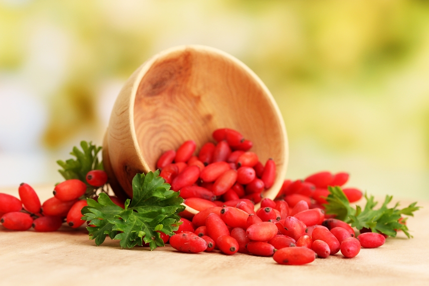 베르베린 원료인 매자나무 붉은 열매 천연 혈당 관리 성분