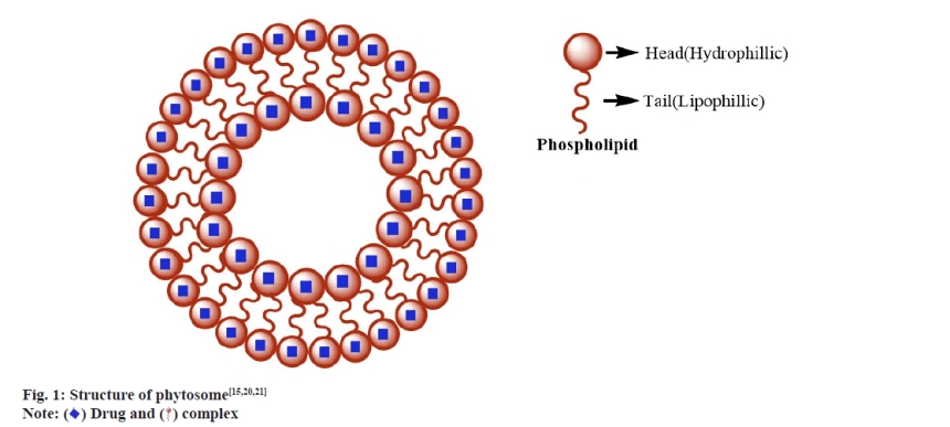 파이토좀 기술 구조 다이어그램 인지질 결합으로 흡수율 향상