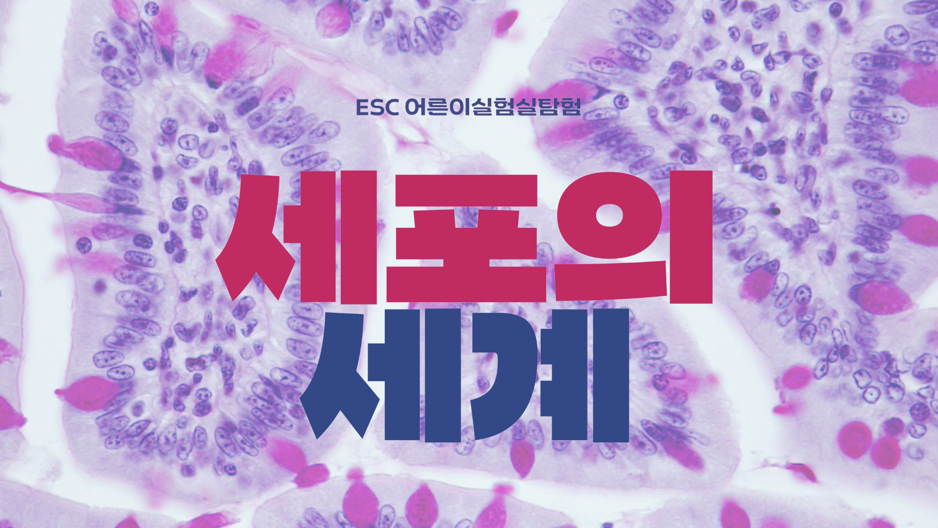 2d2c085e9a236.png