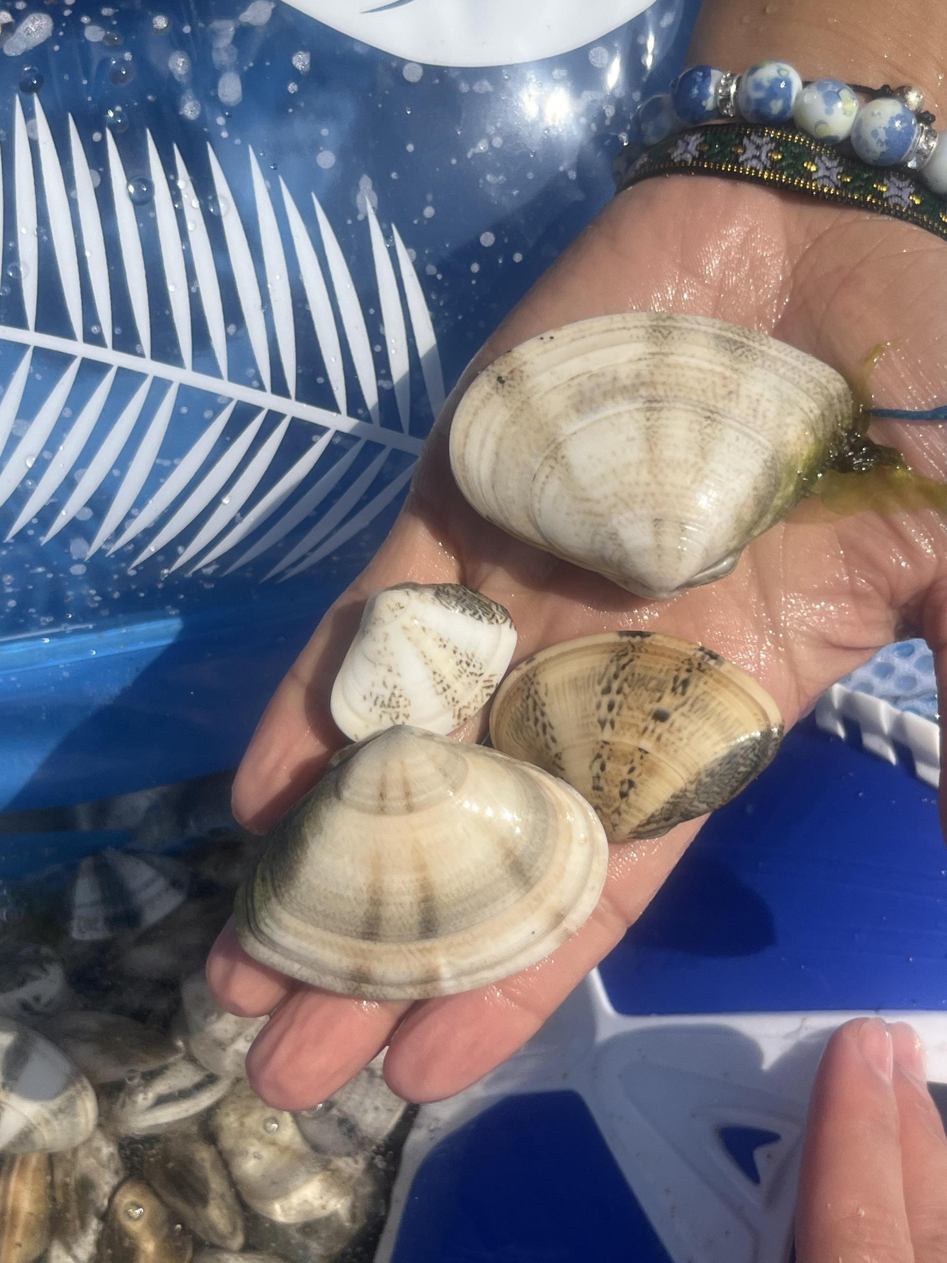 째복 잡기 ⓒjazzish