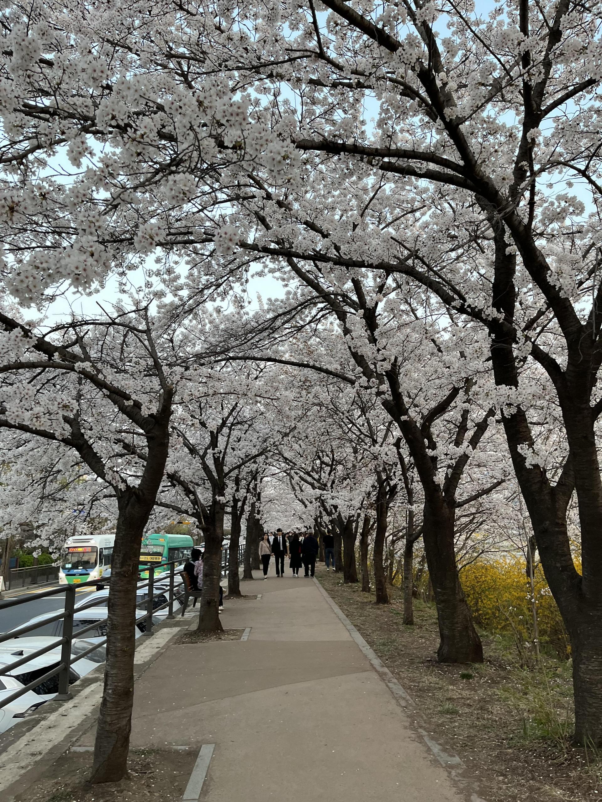 충훈부 벚꽃축제 모습