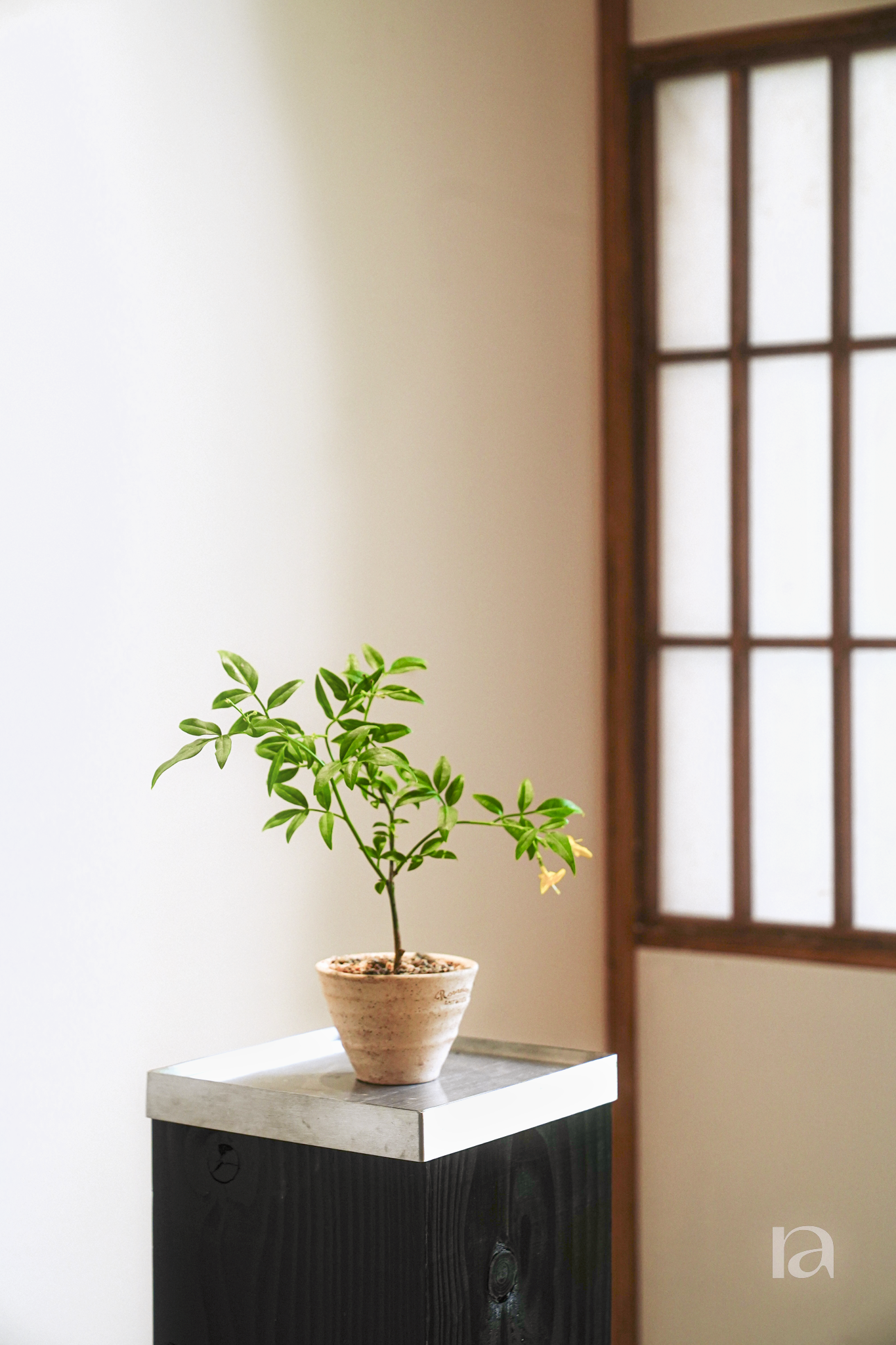영춘화