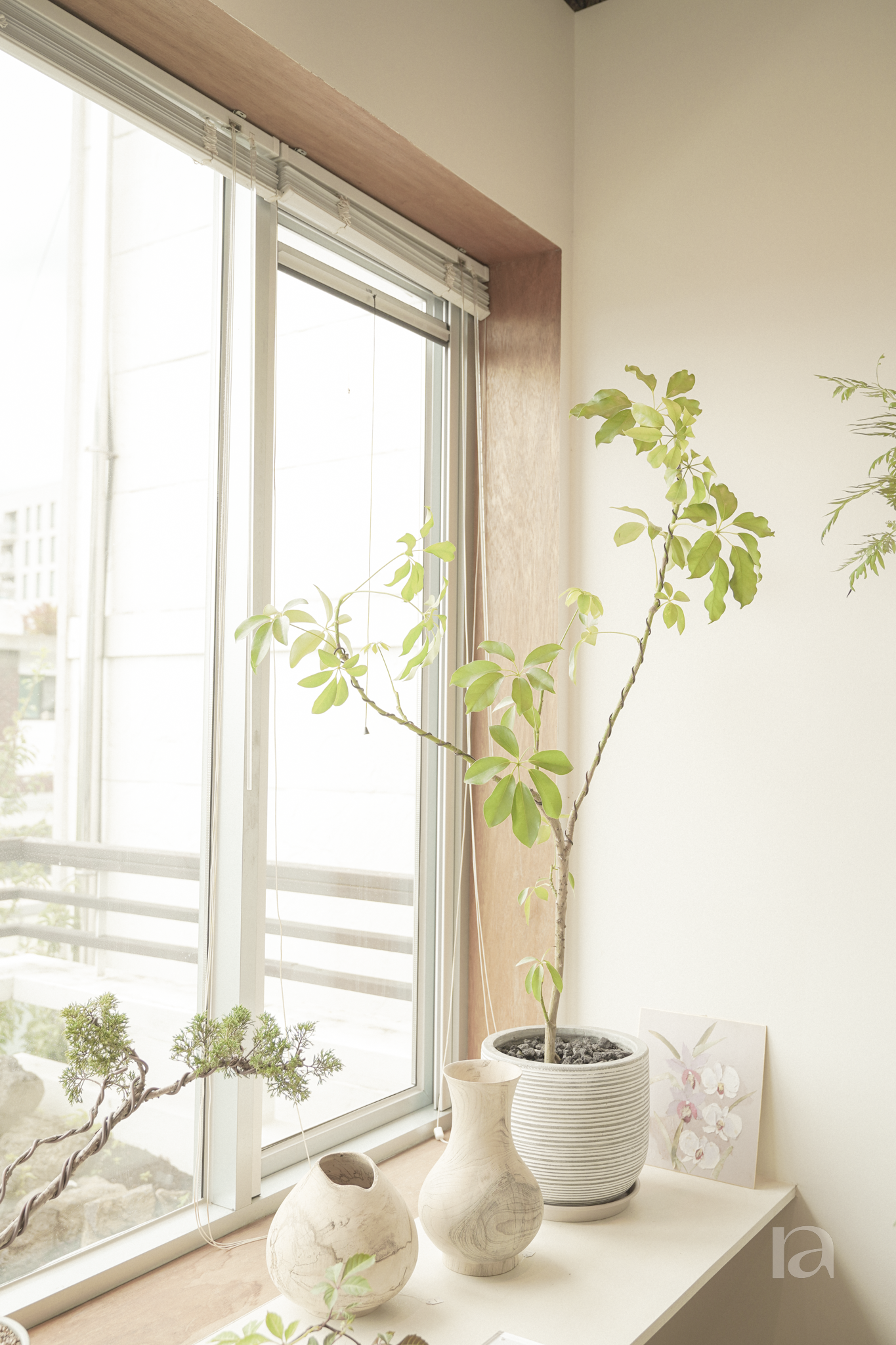 보틀트리