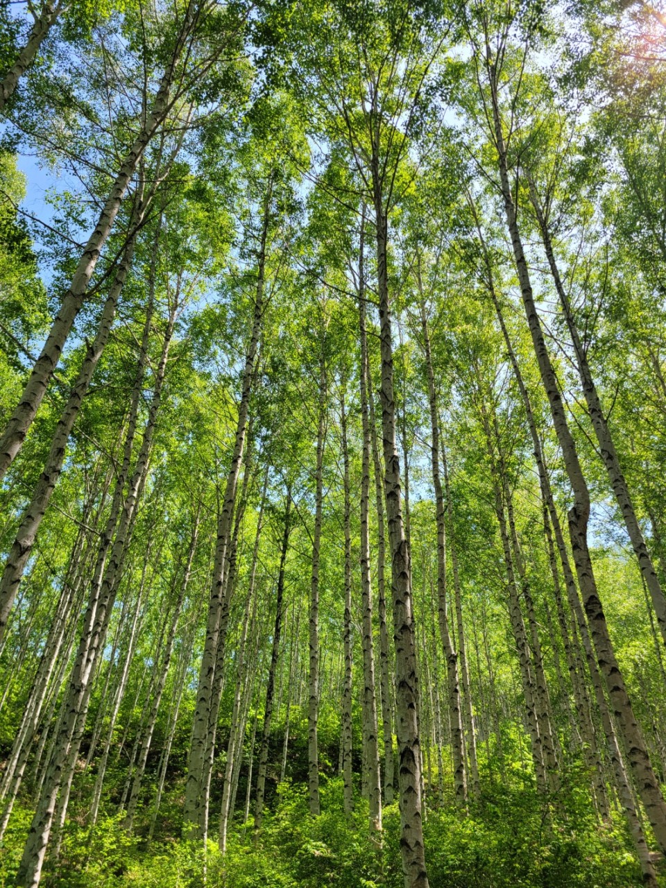 대구출발#곰배령2일#양양#수산시장#휴휴암#낙산사