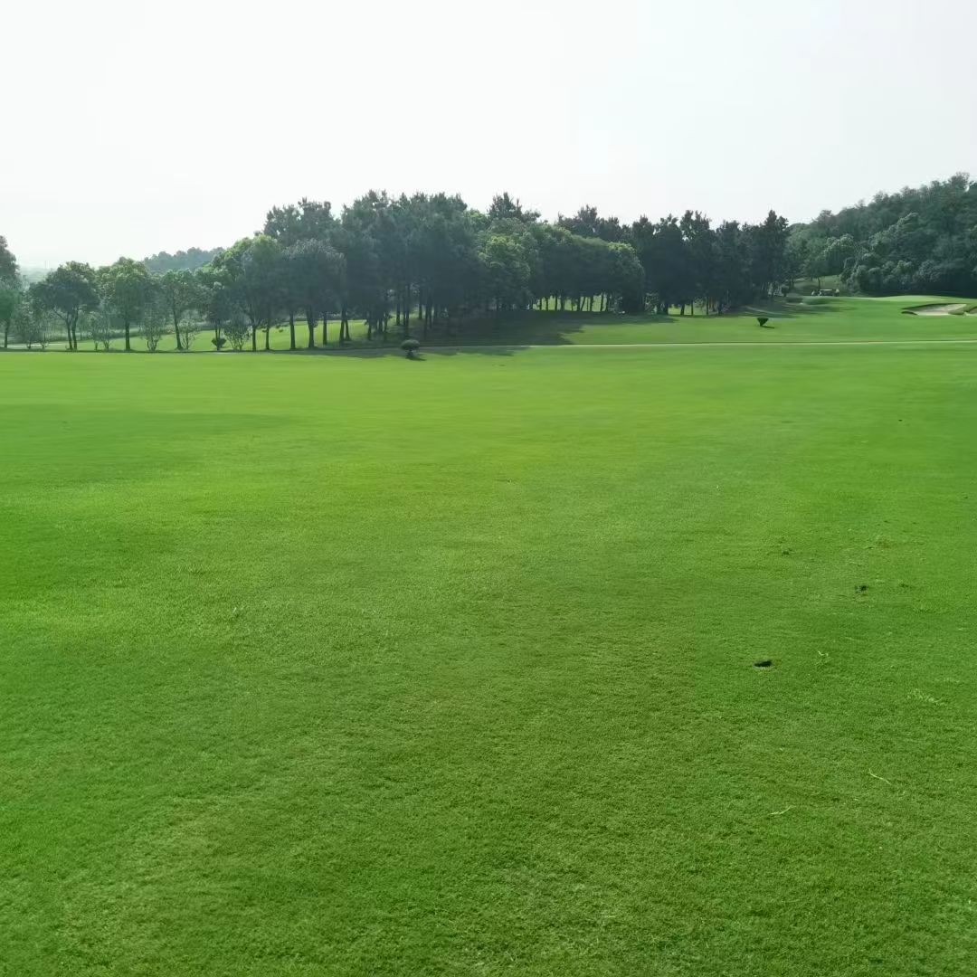 남경 골프 난징 태양도CC 고품격 편리한이동 가성비
