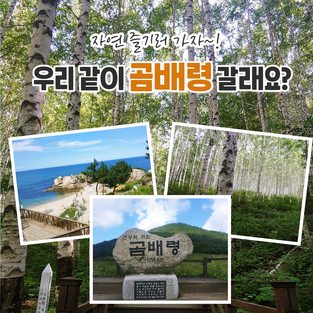 대구출발#곰배령2일#양양#수산시장#휴휴암#낙산사