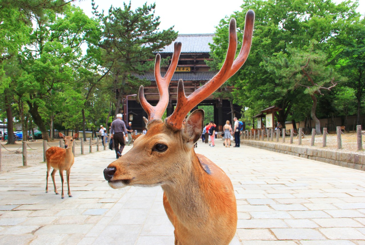 오사카 짱특가 나라 교토 시내숙박 실속 집중모객 조석패턴 꽉찬일정