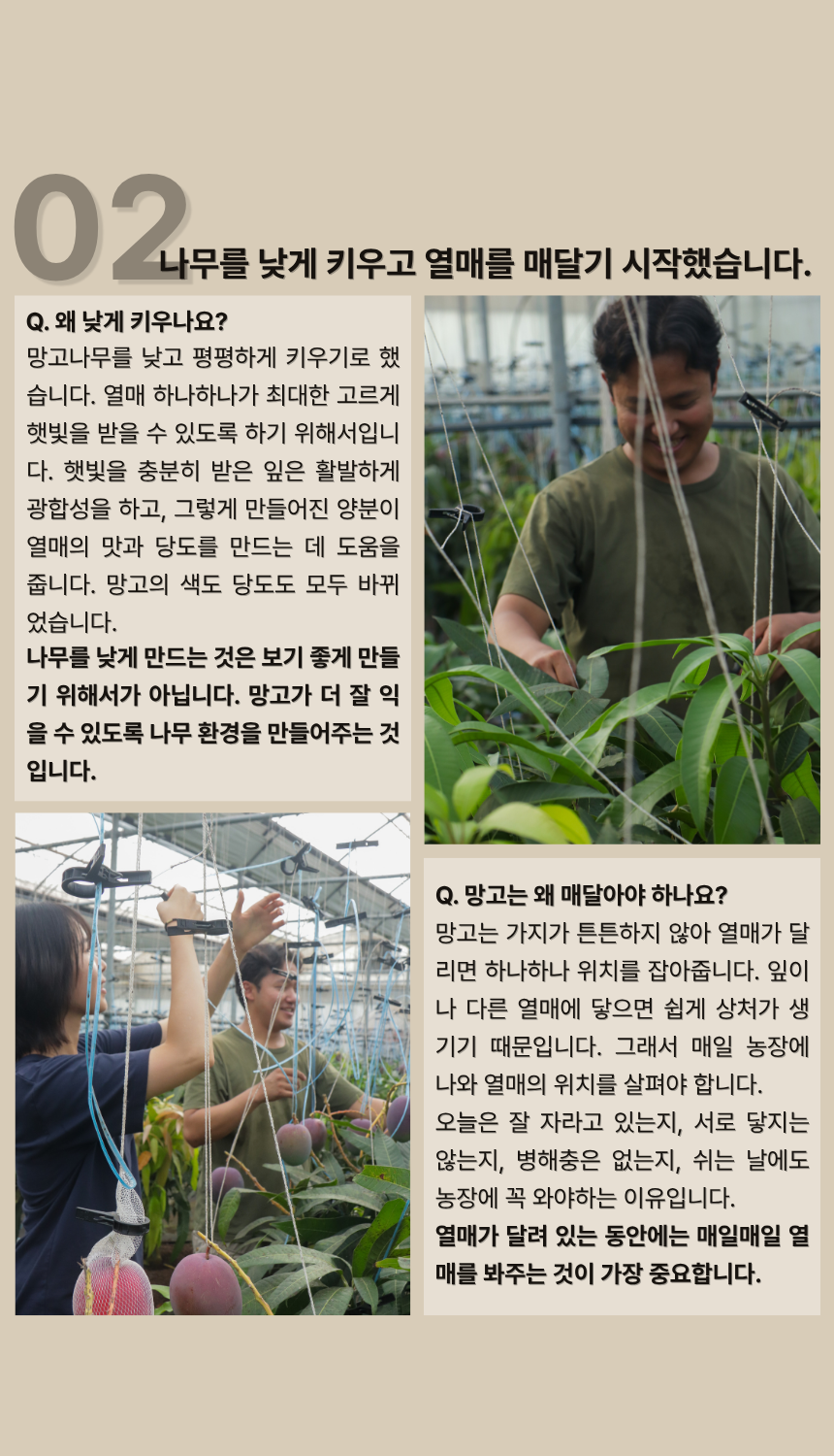 안성범·박선미 농부의 제주도 애플망고