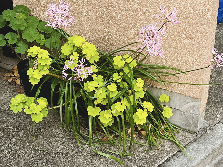 Vinette Cup - A Potted Plant, Tokyo