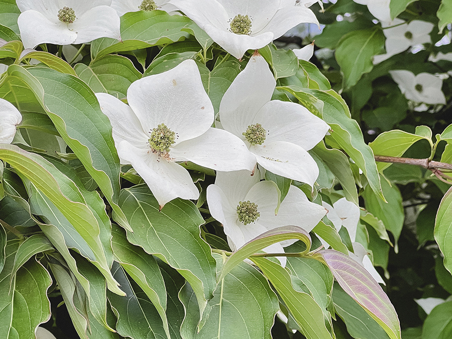 Vinette Cup - Kousa Dogwood, Suji