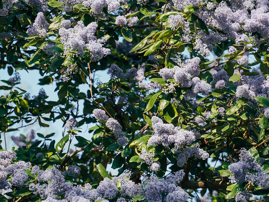 Vinette Cup - Lilac Bloom, Paris