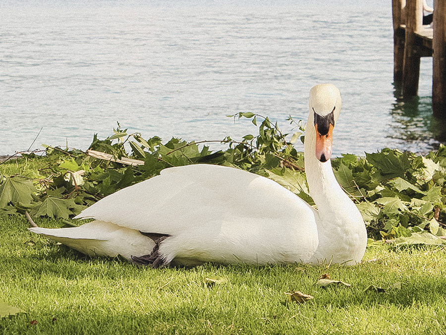 Vinette Cup - A Swan, Weggis