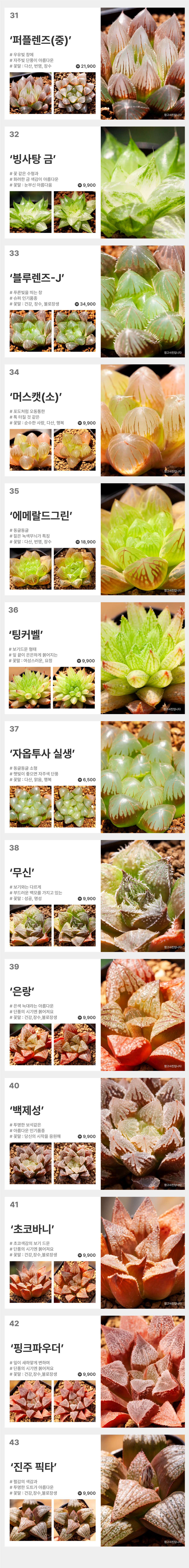 하월시아 만원의행복 다육식물 반려식물 옵투사 옵투샤 무티카 만상 옥선