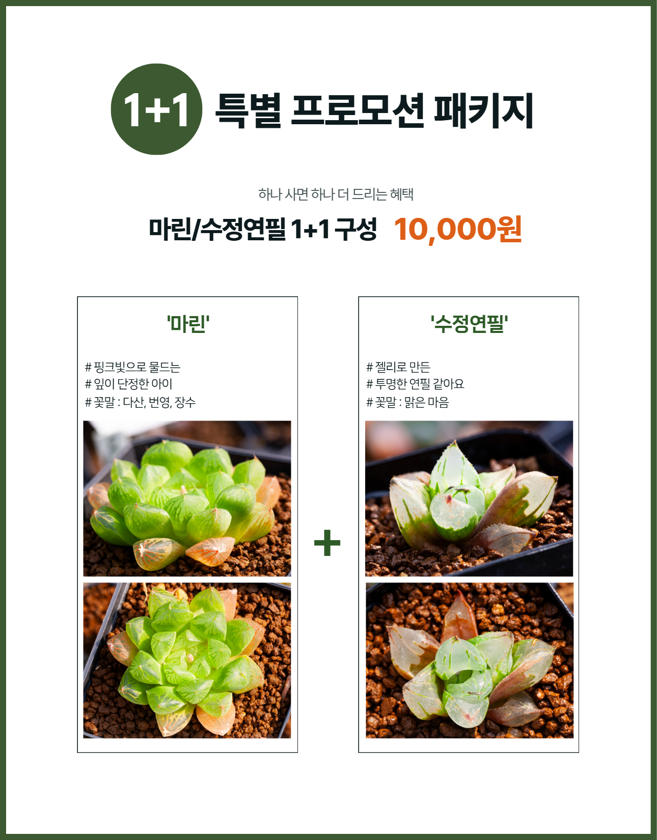 하월시아 만원의행복 다육식물 반려식물 옵투사 옵투샤 무티카 만상 옥선