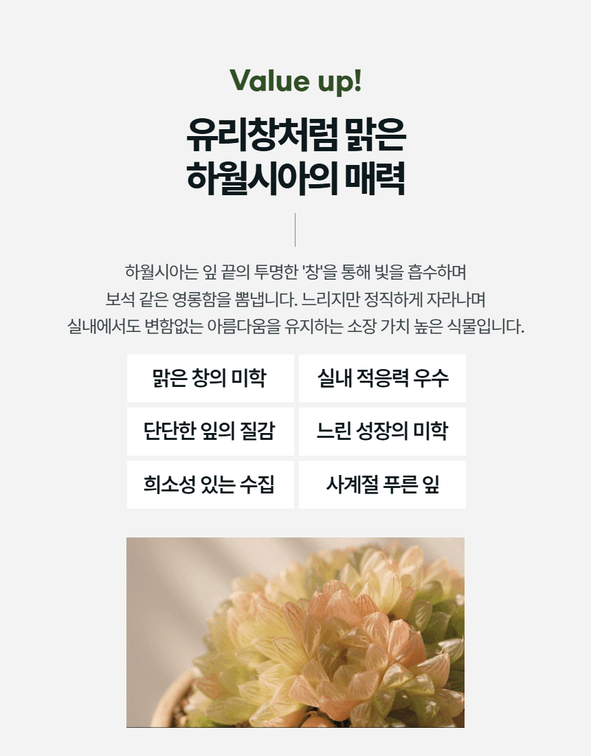하월시아 만원의행복 다육식물 반려식물 옵투사 옵투샤 무티카 만상 옥선