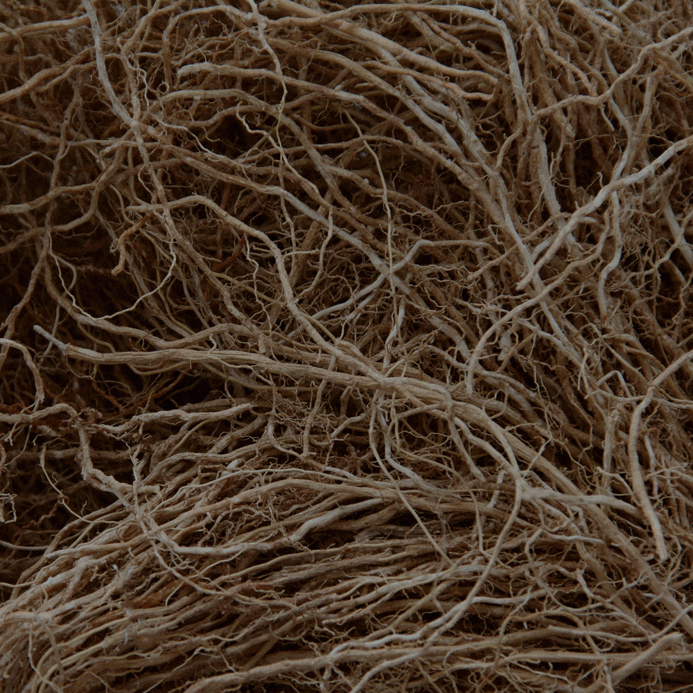 베티버 뿌리 (Dried Vetiver Root)