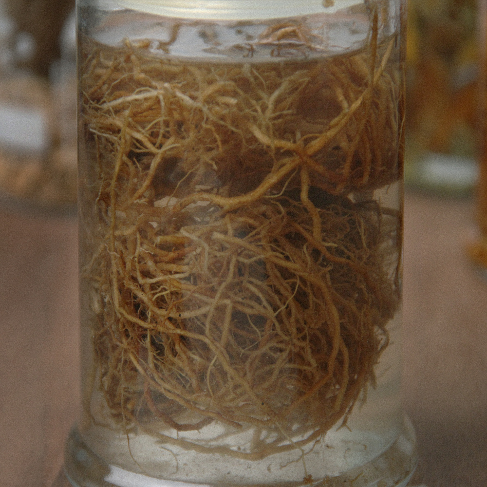베티버 뿌리 (Dried Vetiver Root)