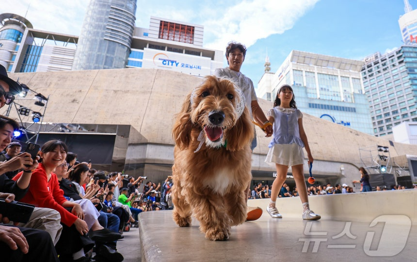 14일 서울 중구 동대문디자인플라자(DDP)에서 열린 반려견과 함께하는 제로웨이스트 패션쇼 '댕댕 런웨이’에 참가한 모델들과 반려견들이 무대 위로 워킹하고 있다. 2025.9.14/뉴스1 ⓒ News1 김진환 기자