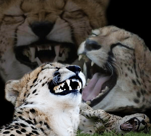 25d440913cb7e.png