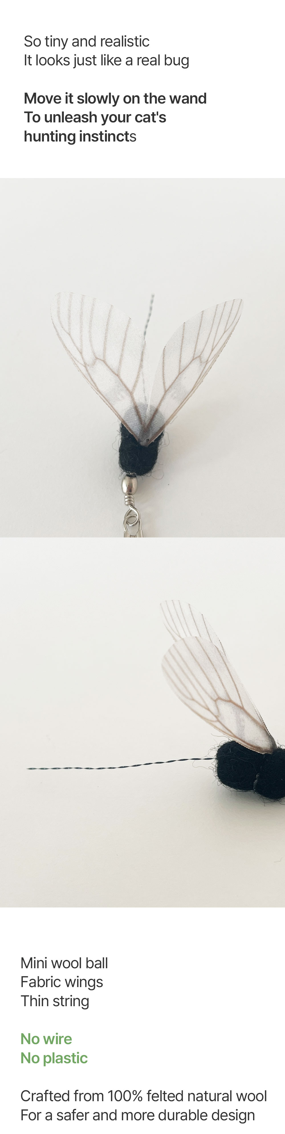 Ant