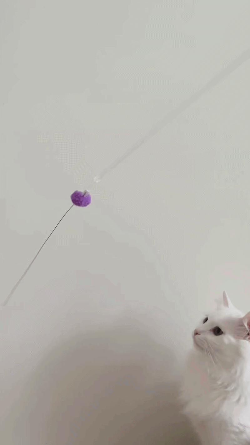 Lucky whisker