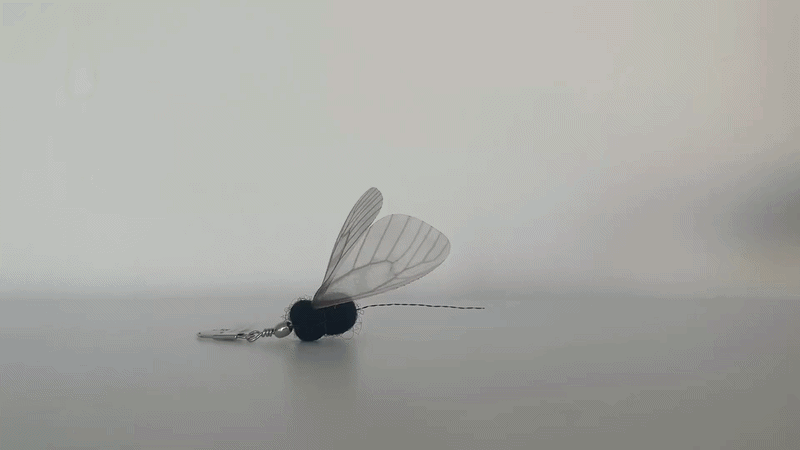 Ant