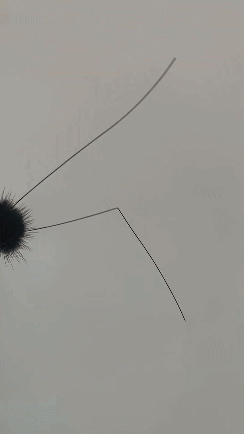 꿀벌과 베짱이
