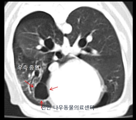 강아지 호흡곤란 , 기흉 치료 : 나우동물메디컬센터