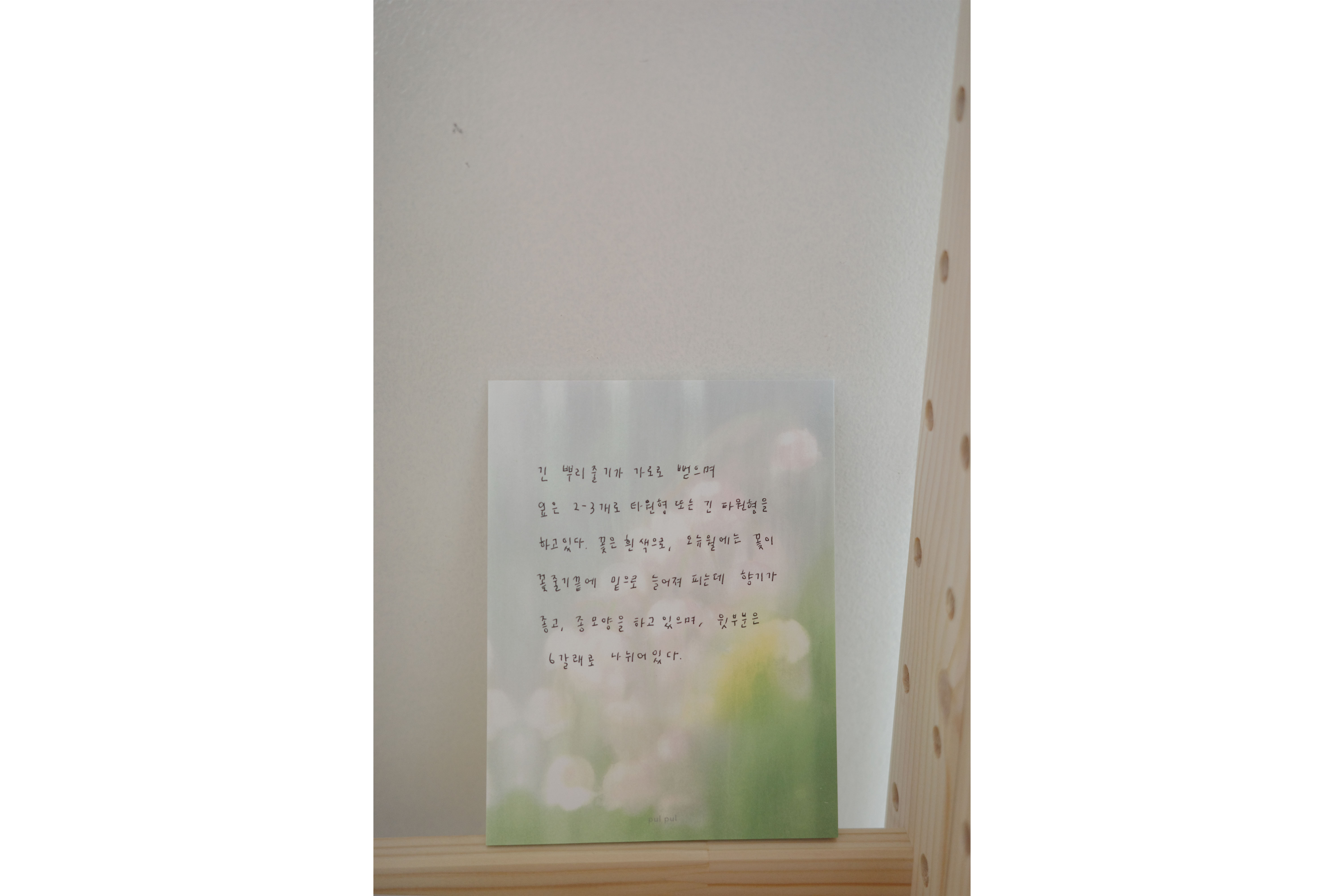 분홍 은방울 memo
