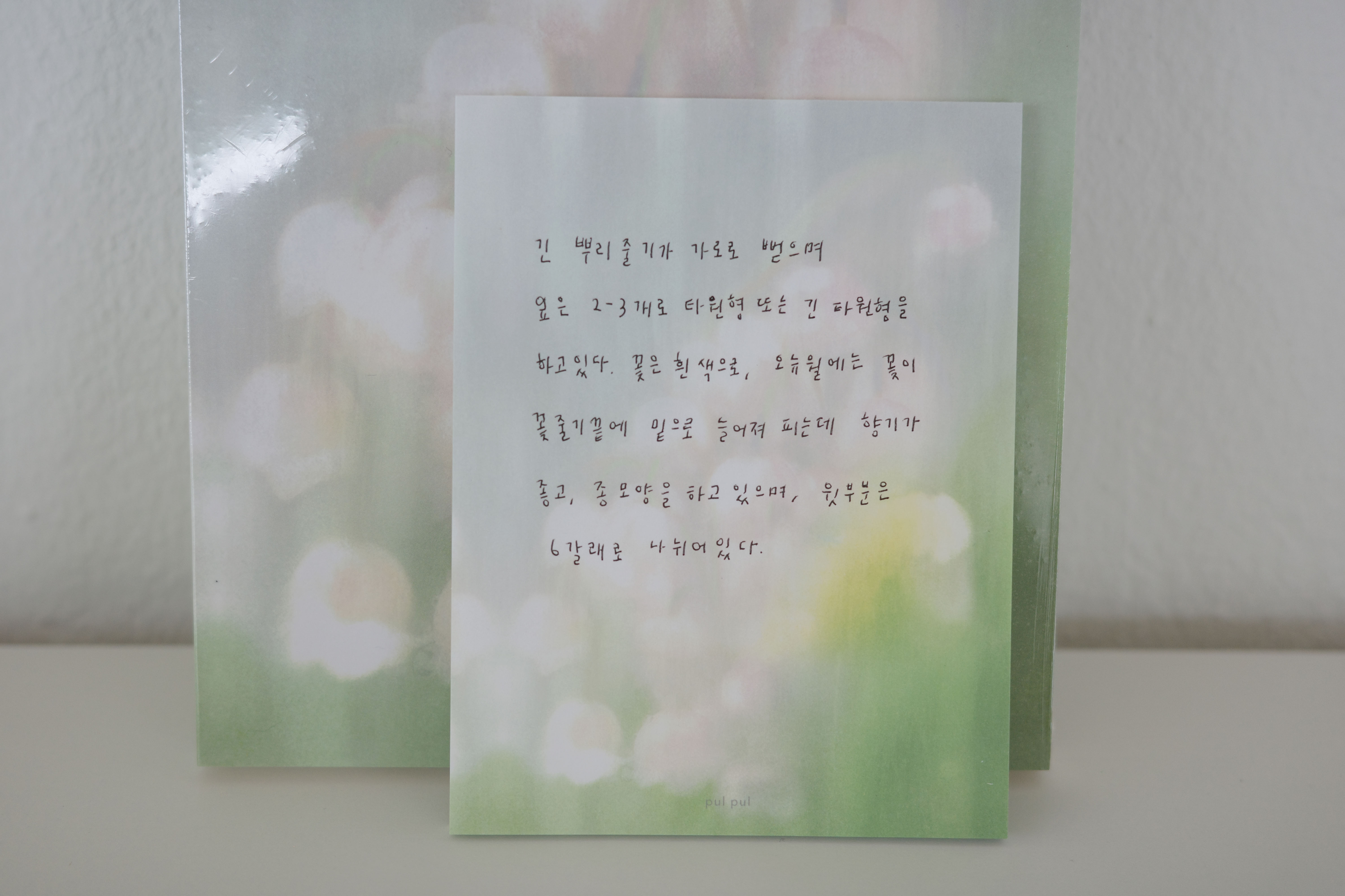 분홍 은방울 memo
