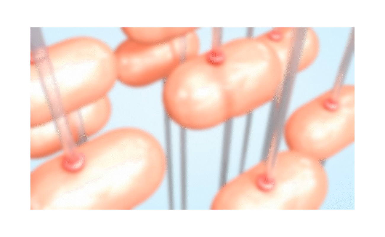 발삼 파우치