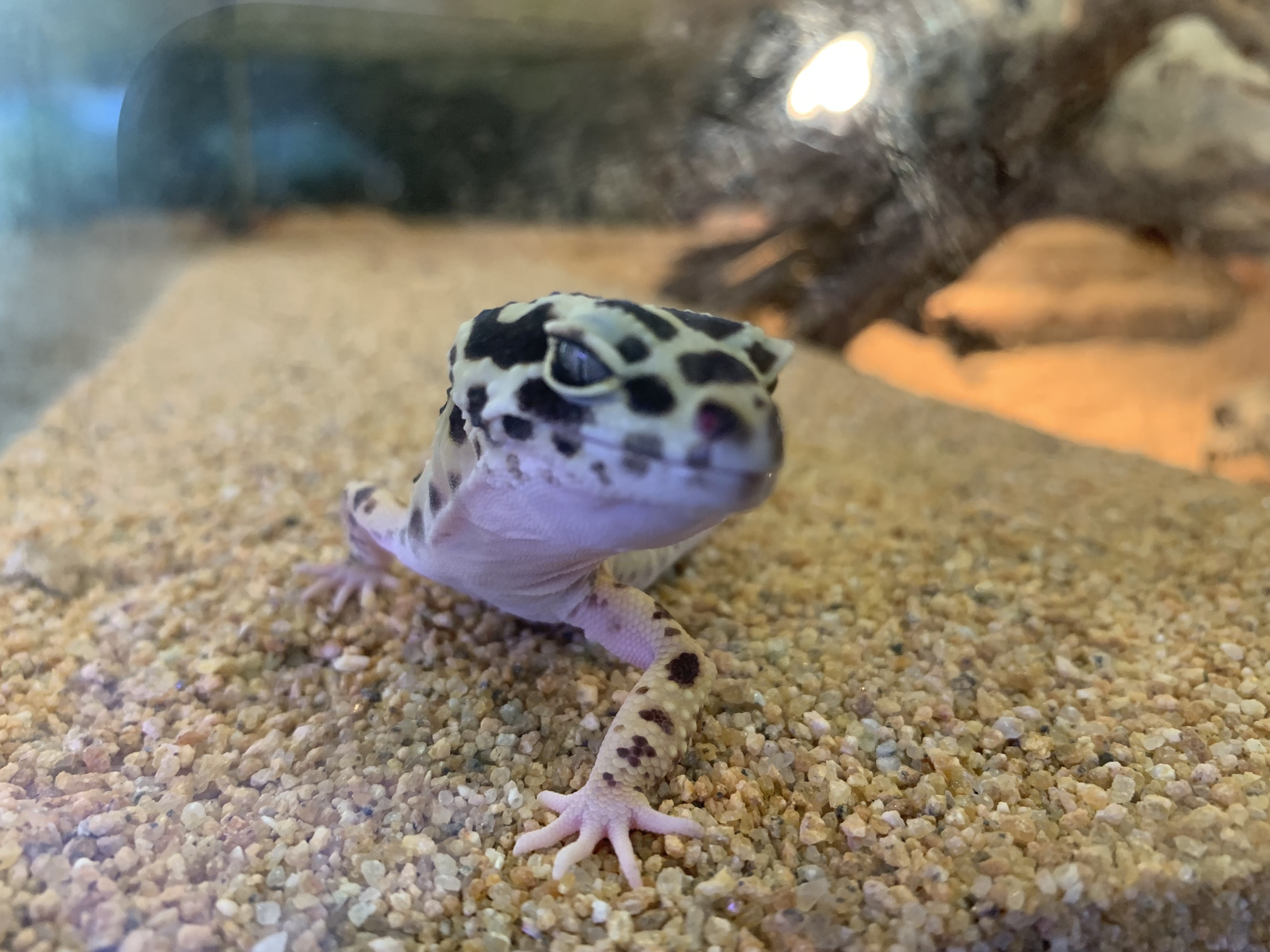 체험존 숲속양떼정원 디지털 키즈카페 비바리움&곤충학습실 체험학습교실 패밀리 바베큐장 4계절 잔디튜브 썰매장 비바리움&곤충학습실  자연 그대로를 축소해놓은 비바리움 기획전시실에는  실제 어항 테라리움 속에 소동물을 함께 넣어 감상하는 원예 활동입니다.  10여가지 소동물로 도마뱀, 개구리, 물고기, 금붕어 등 100여 개체의 동물들이 함께 살고 있으며  곤충학습실에는 나비와 나방, 사슴벌레, 지네 등 다양한 실제 곤충을 박제하여 자연을 그대로 담았습니다.  레오파드게코 사진입니다.