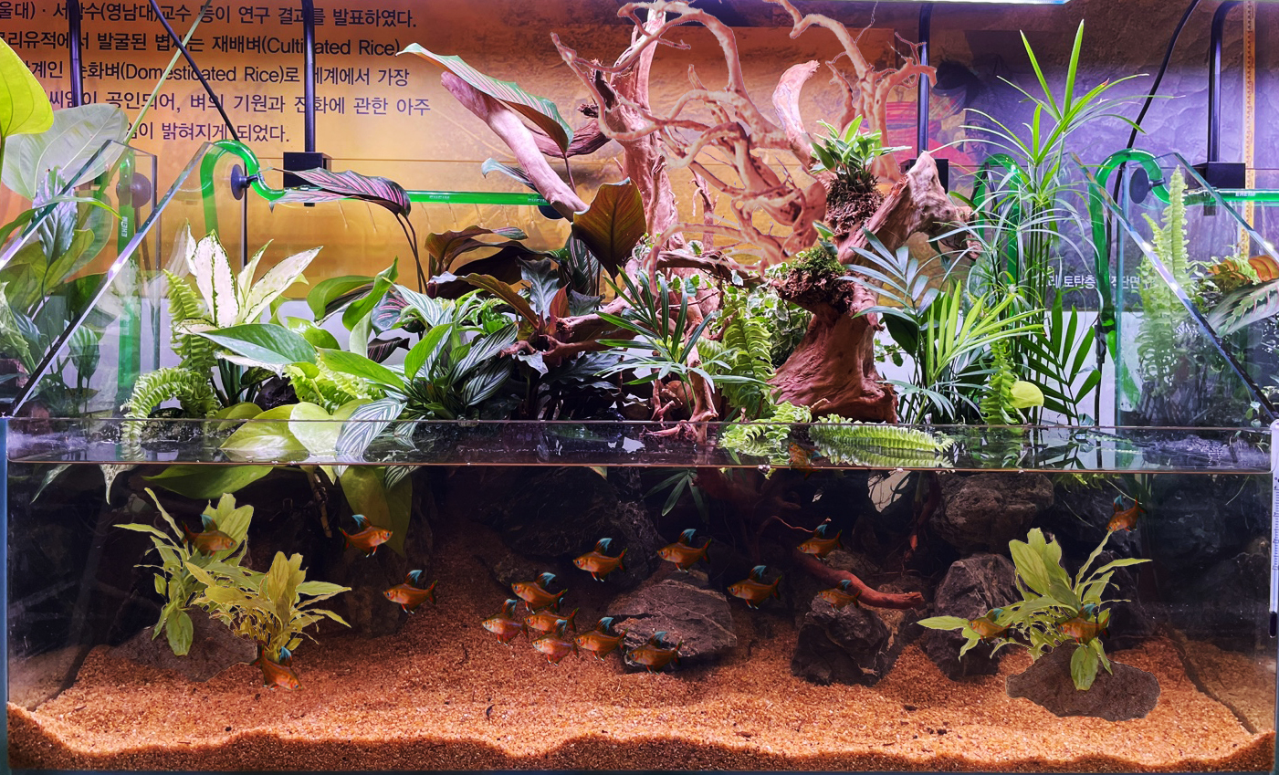  체험존 숲속양떼정원 디지털 키즈카페 비바리움&곤충학습실 체험학습교실 패밀리 바베큐장 4계절 잔디튜브 썰매장 비바리움&곤충학습실  자연 그대로를 축소해놓은 비바리움 기획전시실에는  실제 어항 테라리움 속에 소동물을 함께 넣어 감상하는 원예 활동입니다.  10여가지 소동물로 도마뱀, 개구리, 물고기, 금붕어 등 100여 개체의 동물들이 함께 살고 있으며  곤충학습실에는 나비와 나방, 사슴벌레, 지네 등 다양한 실제 곤충을 박제하여 자연을 그대로 담았습니다.  비바리움 사진입니다.