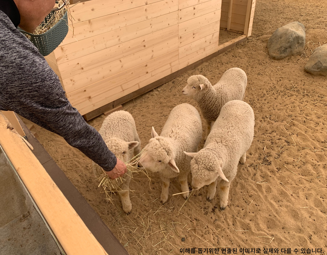 양때 목장 아기 염소에게 먹이를 주는 사진입니다.