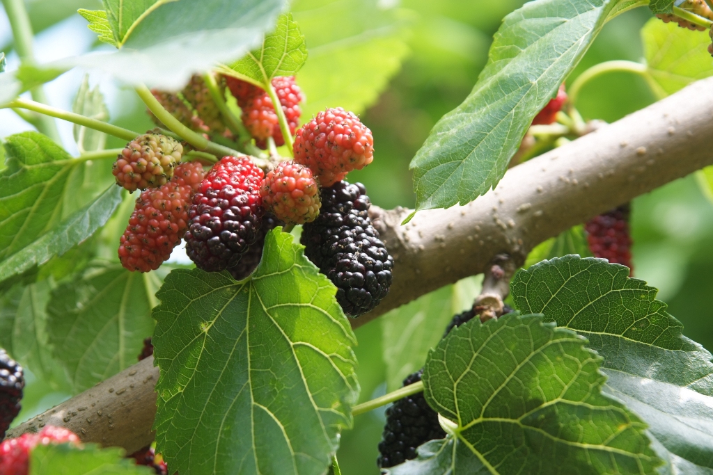 먹음직스럽게 익은 오디 (5월 말에서 6월초에 열려요)