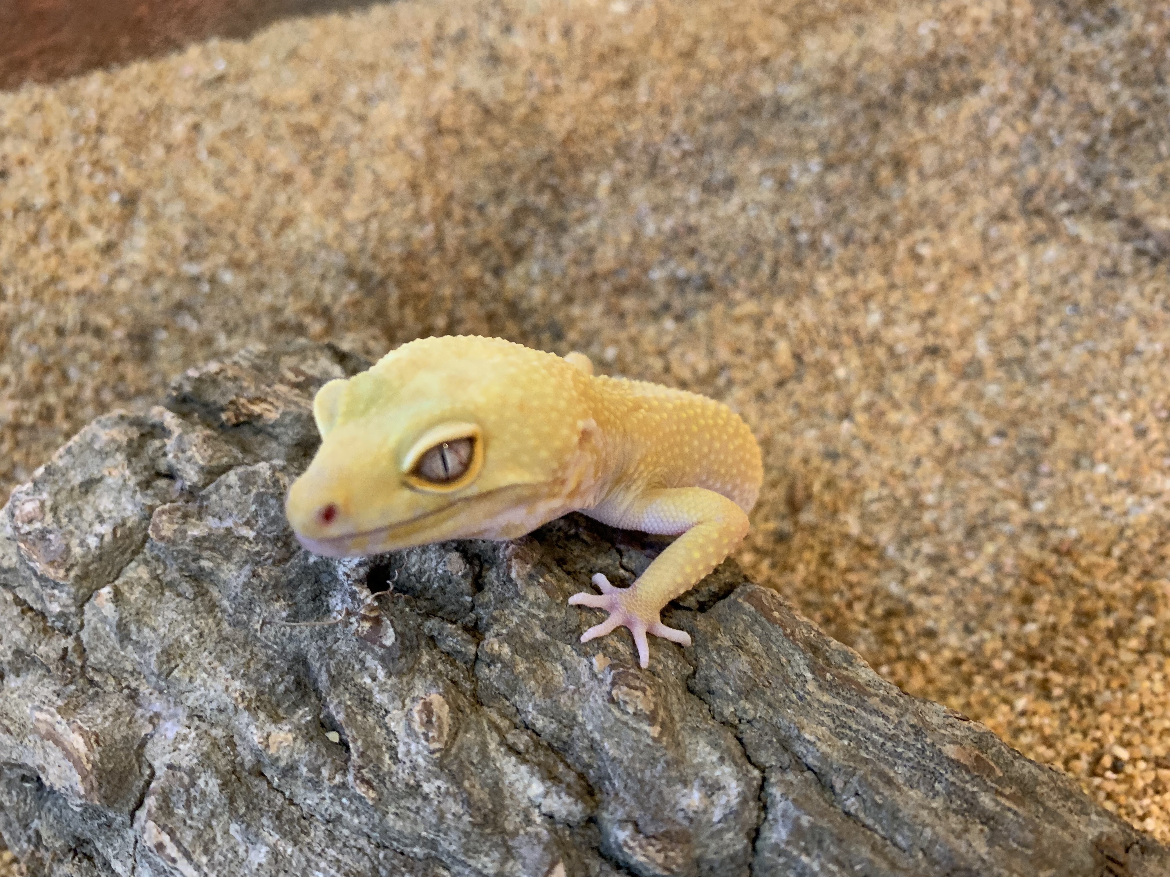 레오파드게코 사진입니다.