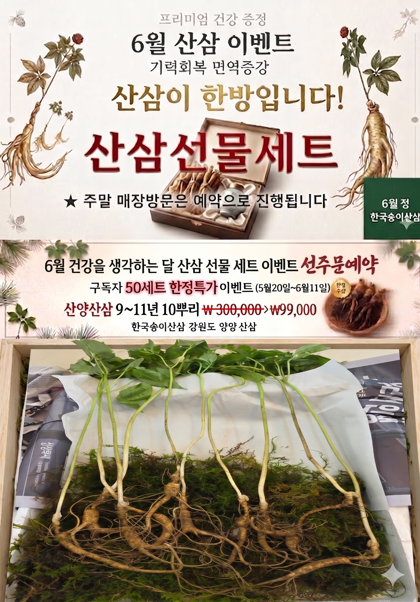 2026년 3월 채심 국내산 산양산삼 11~13년근 30뿌리,50뿌리,100뿌리