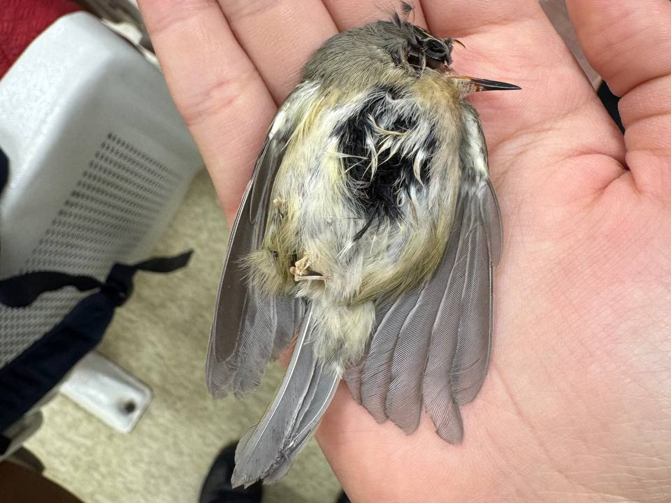 유리창 충돌로 죽은 상모솔새. 몸무게가 7g도 채 되지 않는다. (사진 우다영 기자)/뉴스펭귄