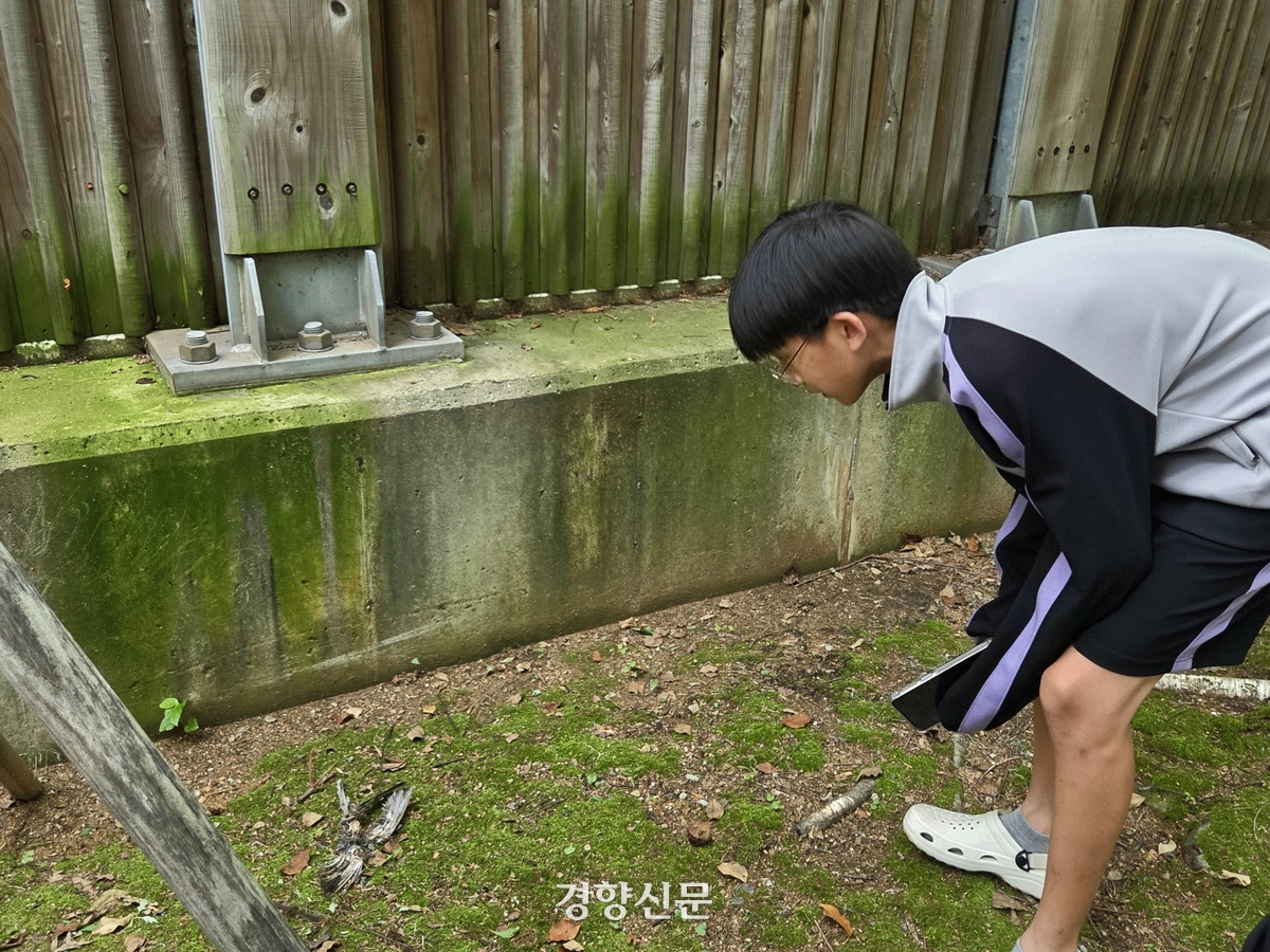 지난 15일 경기 광명시 충현중학교 인근 방음벽 아래에서 장원준군(13)이 새가 떨어진 모습을 보고 있다. 우혜림 기자