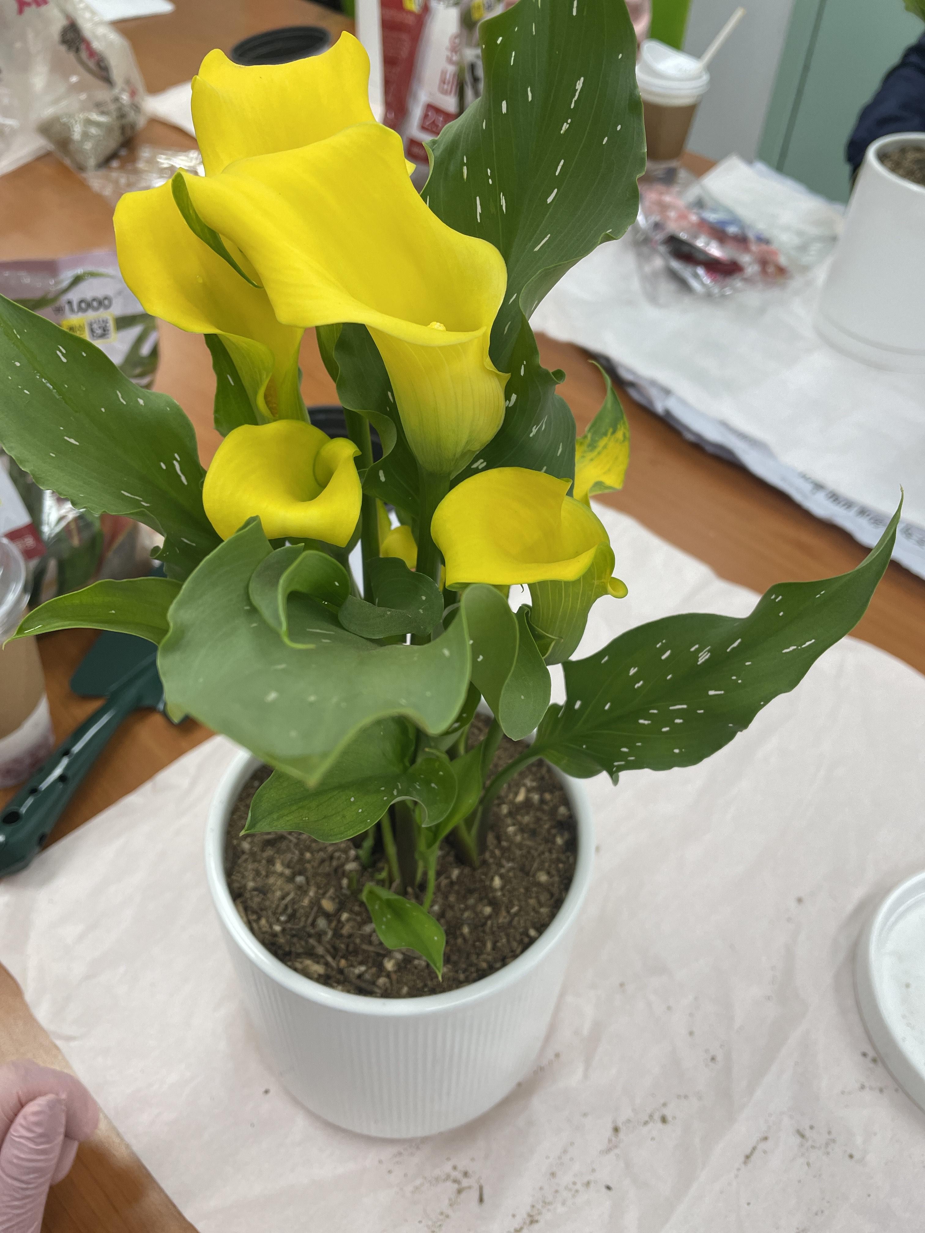 6d757d1312852.jpeg