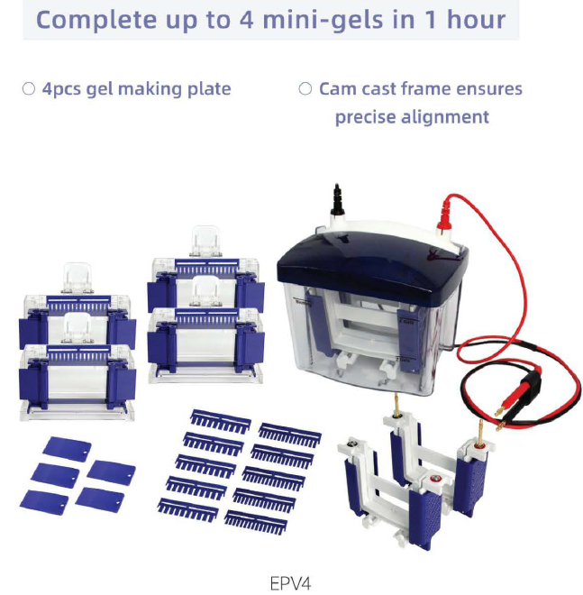 Vertical Electrophoresis Tank EPV2/EPV4 : 카다로그 자료실