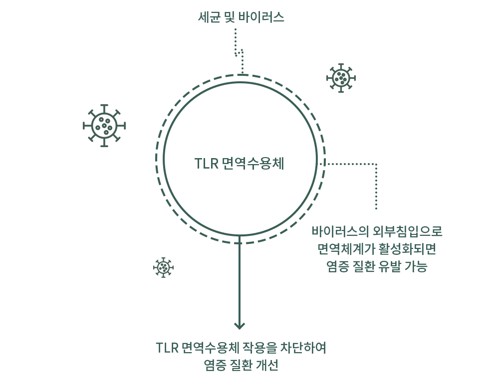 TLR 면역수용체 설명 도식