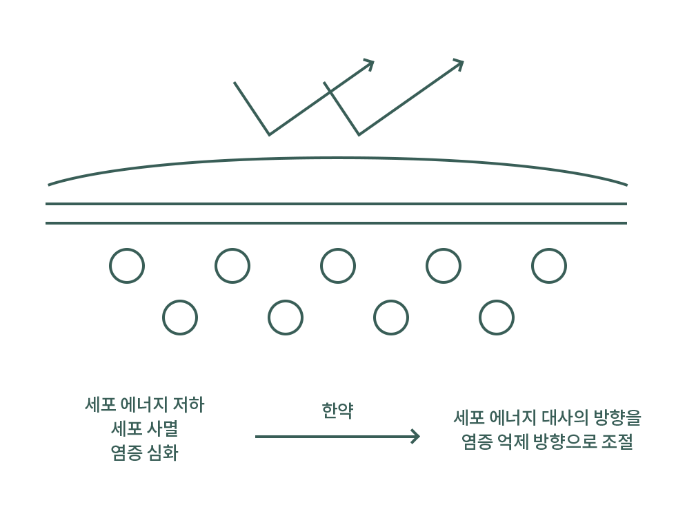 세포 에너지 대사경로 설명 도식