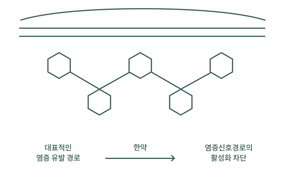 NF-kB 염증신호경로 설명 도식