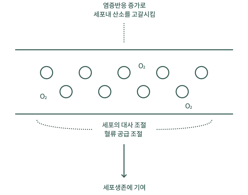 HIF1 산화스트레스 경로 설명 도식