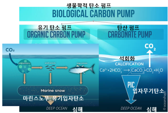 생물학적 탄소 펌프.