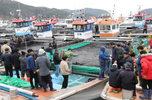 김 위판장. [연합뉴스, 고흥군 제공]