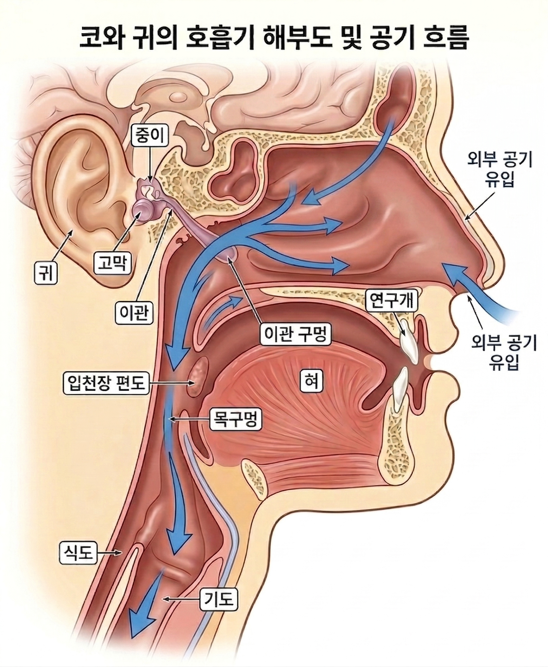 이명과 난청의 원인을 설명하는 비강 및 이관 해부도 - 이내풍 한의원 강남점