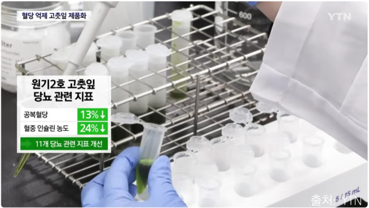 식후엔美me 선물세트 유기농 원기2호 더진한 고춧잎차 100ml 40봉